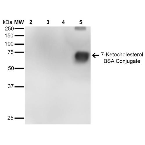 7-Ketocholesterol Antibody - Western Blot analysis of 7-Ketocholesterol-BSA Conjugate showing detection of 67 kDa 7-Ketocholesterol protein using Mouse Anti-7-Ketocholesterol Monoclonal Antibody, Clone 7E1. Lane 1: Molecular Weight Ladder (MW). Lane 2: BSA (0.5 µg). Lane 3: BSA (2.0 µg). Lane 4: 7-ketocholesterol-BSA (0.5 µg). Lane 5: 7-ketocholesterol-BSA (2.0 µg). Block: 5% Skim Milk in TBST. Primary Antibody: Mouse Anti-7-Ketocholesterol Monoclonal Antibody at 1:1000 for 2 hours at RT. Secondary Antibody: Goat Anti-Mouse IgG: HRP at 1:2000 for 60 min at RT. Color Development: ECL solution for 5 min in RT. Predicted/Observed Size: 67 kDa.
