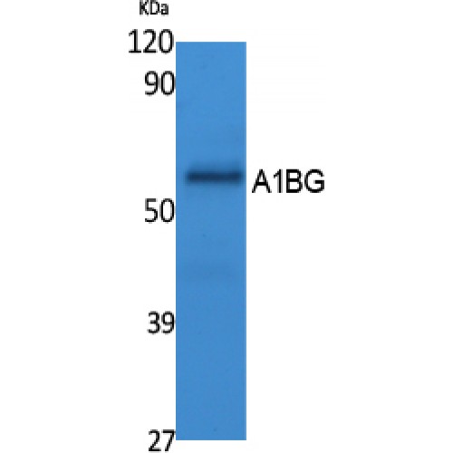 A1BG Antibody - Western blot of A1BG antibody