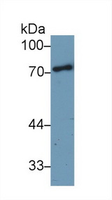 A1BG Antibody - Western Blot; Sample: Human Milk; Primary Ab: 1µg/ml Rabbit Anti-Human a1BG Antibody Second Ab: 0.2µg/mL HRP-Linked Caprine Anti-Rabbit IgG Polyclonal Antibody