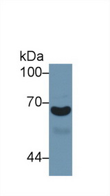A1BG Antibody - Western Blot; Sample: Human Urine; Primary Ab: 1µg/ml Rabbit Anti-Mouse a1BG Antibody Second Ab: 0.2µg/mL HRP-Linked Caprine Anti-Rabbit IgG Polyclonal Antibody