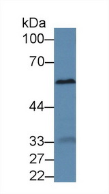 A1BG Antibody - Western Blot; Sample: Mouse Liver lysate; Primary Ab: 2µg/ml Rabbit Anti-Mouse a1BG Antibody Second Ab: 0.2µg/mL HRP-Linked Caprine Anti-Rabbit IgG Polyclonal Antibody