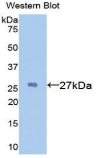 A1BG Antibody - Western blot of recombinant A1BG / GAB.  This image was taken for the unconjugated form of this product. Other forms have not been tested.