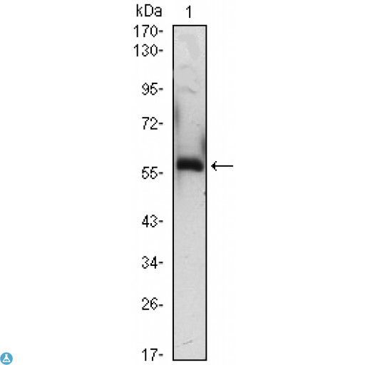 A1BG Antibody - Western Blot (WB) analysis using A1BG Monoclonal Antibody against A1BG-hIgGFc transfected HEK293 (3)cell lysate.