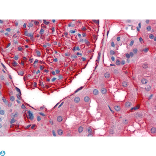 A1BG Antibody - Immunohistochemistry (IHC) analysis of paraffin-embedded Human Kidney tissues with AEC staining using A1BG Monoclonal Antibody.