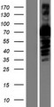 A1BG Protein - Western validation with an anti-DDK antibody * L: Control HEK293 lysate R: Over-expression lysate