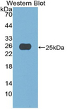 A1CF / ACF Antibody - Western blot of recombinant A1CF / ACF.