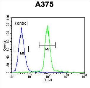A1CF / ACF Antibody - ACF Antibody flow cytometry of A375 cells (right histogram) compared to a negative control cell (left histogram). FITC-conjugated goat-anti-rabbit secondary antibodies were used for the analysis.