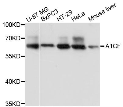 A1CF / ACF Antibody - Western blot analysis of extracts of various cell lines, using A1CF antibody at 1:3000 dilution. The secondary antibody used was an HRP Goat Anti-Rabbit IgG (H+L) at 1:10000 dilution. Lysates were loaded 25ug per lane and 3% nonfat dry milk in TBST was used for blocking. An ECL Kit was used for detection and the exposure time was 1s.