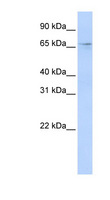A1CF / ACF Antibody - A1CF antibody Western blot of HepG2 cell lysate. This image was taken for the unconjugated form of this product. Other forms have not been tested.