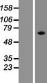 A1CF / ACF Protein - Western validation with an anti-DDK antibody * L: Control HEK293 lysate R: Over-expression lysate