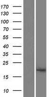 A2LD1 Protein - Western validation with an anti-DDK antibody * L: Control HEK293 lysate R: Over-expression lysate