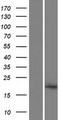 A2LD1 Protein - Western validation with an anti-DDK antibody * L: Control HEK293 lysate R: Over-expression lysate