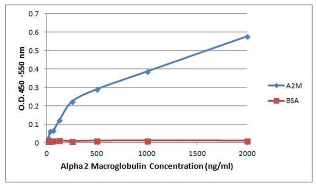 A2M / Alpha-2-Macroglobulin Antibody - Direct ELISA analysis of Alpha2-Macroglobulin was performed by coating wells of a 96-well plate with 100ul per well of Alpha2- Macroglobulin recombinant protein diluted in carbonate/bicarbonate buffer, at a concentration of 1 µg/mL overnight at 4C. Wells of the plate were washed, blocked with StartingBlock blocking buffer, and incubated with 100ul per well of a mouse Alpha2-Macroglobulin monoclonal antibody starting at a concentration of 2 µg/mL and serially diluting it to a concentration of 0.03125 µg/mL for 2 hours at room temperature. The plate was washed and incubated with 100ul per well of an HRP-conjugated goat anti-mouse IgG secondary antibody at a dilution of 1:10,000 for one hour at room temperature. Detection was performed using an Ultra TMB Substrate for 30 minutes at room temperature in the dark. The reaction was stopped with 0.16M sulfuric acid and absorbances were read on a spectrophotometer at 450-550 nm.