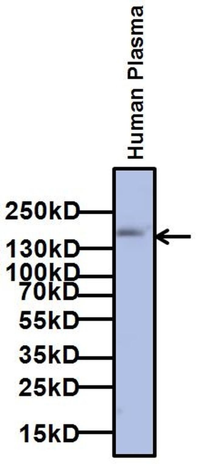 A2M / Alpha-2-Macroglobulin Antibody - Western blot analysis of Alpha2-Macroglobulin antibody was performed by loading 5ul of Human Plasma and 5ul PageRuler Plus Prestained Protein Ladder onto a 4-20% Tris-Glycine polyacrylamide gel. Proteins were transferred to a nitrocellulose membrane using the G2 Fast Blotter and blocked with 5% milk in TBST for at least 1 hour at room temperature. Alpha 2 Macroglobulin was detected at ~180kD using an Alpha2-Macroglobulin monoclonal antibody at a concentration of 1 µg/mL in 5% milk in TBST overnight at 4C on a rocking platform, followed by an incubation with a goat anti-mouse IgG-HRP Superclonal secondary antibody at a dilution of 1:1000 for at least 1 hour. Chemiluminescent detection was performed using SuperSignal West Pico.