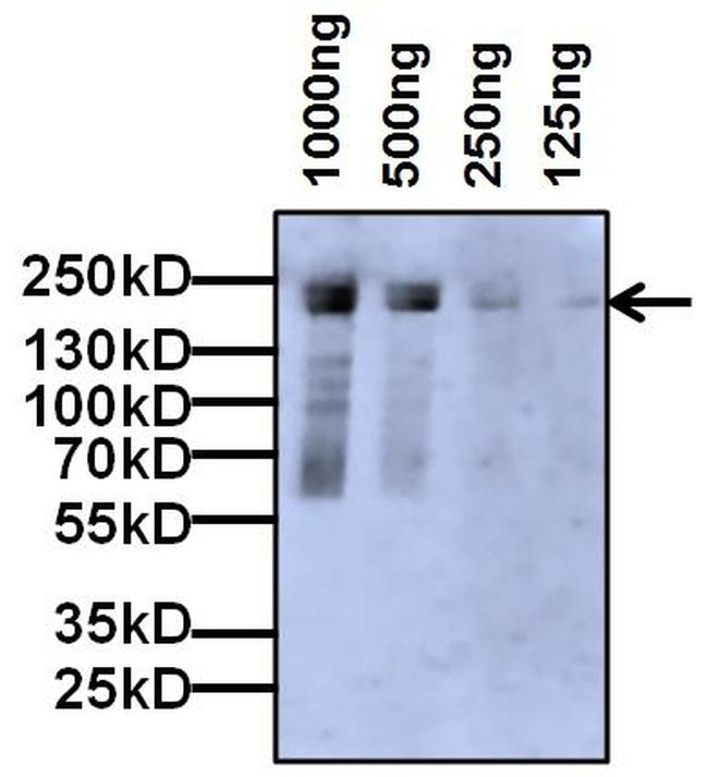 A2M / Alpha-2-Macroglobulin Antibody - Western blot analysis of Alpha2-Macroglobulin antibody was performed by loading 1000ng, 500ng, 250ng and 125ng of a Human Alpha2-Macroglobulin Recombinant protein and 5ul PageRuler Plus Prestained Protein Ladder onto a 4-20% Tris-Glycine polyacrylamide gel. Proteins were transferred to a nitrocellulose membrane using the G2 Fast Blotter and blocked with 5% BSA in TBST for at least 1 hour at room temperature. Alpha 2 Macroglobulin was detected at ~180kD using an Alpha2-Macroglobulin monoclonal antibody at a concentration of 2 µg/mL in 5% BSA in TBST overnight at 4C on a rocking platform, followed by an incubation with a goat anti-mouse IgG-HRP Superclonal secondary antibody at a dilution of 1:1000 for at least 1 hour. Chemiluminescent detection was performed using SuperSignal West Dura.