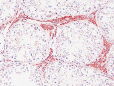 A2M / Alpha-2-Macroglobulin Antibody - Clone PSA24 swine testis, paraffin section