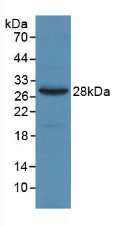 A2M / Alpha-2-Macroglobulin Antibody - Western Blot; Sample: Recombinant a2M, Human.