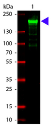 A2M / Alpha-2-Macroglobulin Antibody - Western Blot of Goat anti-Alpha-2-Macroglobulin Antibody. Lane 1: Alpha-2-Macroglobulin. Lane 2: none. Load: 100 ng per lane. Primary antibody: Alpha-2-Macroglobulin antibody at 1:1000 for overnight at 4°C. Secondary antibody: DyLight 800 goat secondary antibody at 1:20,000 for 30 min at RT. Block: MB-070 for 30 min at RT. Predicted/Observed size: 163 kDa, 178 kDa for Alpha-2-Macroglobulin. Other band(s): Alpha-2-Macroglobulin splice variants and isoforms.