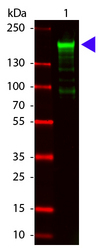 A2M / Alpha-2-Macroglobulin Antibody - Western blot of Goat anti-Alpha-2-Macroglobulin Antibody. Lane 1: Alpha-2-Macroglobulin. Lane 2: none. Load: 100 ng per lane. Primary antibody: Alpha-2-Macroglobulin antibody at 1:1000 for overnight at 4C. Secondary antibody: DyLight 800 goat secondary antibody at 1:20000 for 30 min at RT. Block: MB-070 for 30 min at RT. Predicted/Observed size: 163 kDa, 178 kDa for Alpha-2-Macroglobulin. Other band(s): Alpha-2-Macroglobulin splice variants and isoforms.