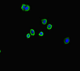 A2M / Alpha-2-Macroglobulin Antibody - Immunofluorescent analysis of HepG2 cells diluted at 1:100 and Alexa Fluor 488-congugated AffiniPure Goat Anti-Rabbit IgG(H+L)