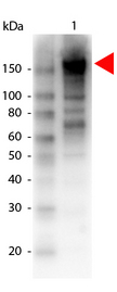 A2M / Alpha-2-Macroglobulin Antibody - Western Blot of Biotin Conjugated Goat anti-Alpha-2-Macroglobulin Antibody. Lane 1: Alpha-2-Macroglobulin. Load: 100 ng per lane. Primary antibody: Alpha-2-Macroglobulin biotin conjugated antibody at 1:1000 for overnight at 4°C. Secondary antibody: HRP Streptavidin secondary antibody at 1:40,000 for 30 min at RT. Block: MB-070 for 30 min at RT. Predicted/Observed size: 163 kDa, 178 kDa for Alpha-2-Macroglobulin. Other band(s): Alpha-2-Macroglobulin splice variants and isoforms.