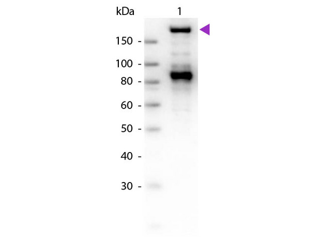 A2M / Alpha-2-Macroglobulin Antibody - Western Blot of Goat Anti-Alpha-2-Macroglobulin antibody. Lane 1: Alpha-2-Macroglobulin. Lane 2: None. Load: 50 ng per lane. Primary antibody: Alpha-2-Macroglobulin antibody at 1:1,000 overnight at 4°C. Secondary antibody: Peroxidase goat secondary antibody at 1:40,000 for 30 min at RT. Block: MB-070 for 30 min at RT. Predicted/Observed size: 163 kDa, 163 kDa for Alpha-2-Macroglobulin. Other band(s): Alpha-2-Macroglobulin splice variants and isoforms.