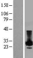 A4 / PLP2 Protein - Western validation with an anti-DDK antibody * L: Control HEK293 lysate R: Over-expression lysate