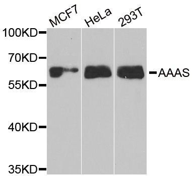 AAAS / Adracalin Antibody - Western blot analysis of extracts of various cell lines.