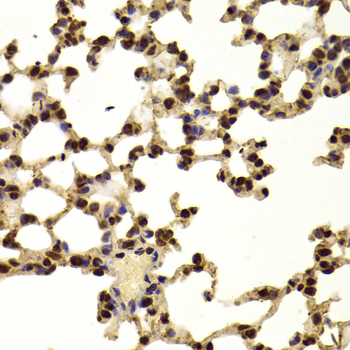 AAAS / Adracalin Antibody - Immunohistochemistry of paraffin-embedded Mouse lung tissue.