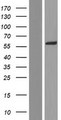 AAAS / Adracalin Protein - Western validation with an anti-DDK antibody * L: Control HEK293 lysate R: Over-expression lysate
