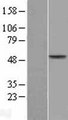 AADAC Protein - Western validation with an anti-DDK antibody * L: Control HEK293 lysate R: Over-expression lysate