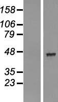 AADACL2 Protein - Western validation with an anti-DDK antibody * L: Control HEK293 lysate R: Over-expression lysate