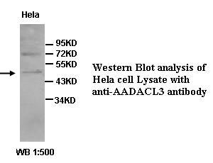 AADACL3 Antibody