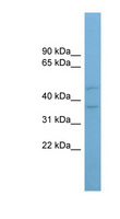 AADACL4 Antibody - AADACL4 antibody Western blot of PANC1 cell lysate. This image was taken for the unconjugated form of this product. Other forms have not been tested.
