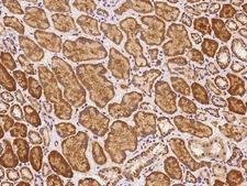 AADACL4 Antibody - Immunochemical staining of human AADACL4 in human kidney with rabbit polyclonal antibody at 1:500 dilution, formalin-fixed paraffin embedded sections.