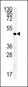 AAGAB Antibody - FLJ11506 Antibody western blot of 293 cell line lysates (35 ug/lane). The FLJ11506 antibody detected the FLJ11506 protein (arrow).