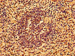 AAGAB Antibody - Immunohistochemistry image of paraffin-embedded human spleen tissue at a dilution of 1:100