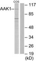 AAK1 Antibody - Western blot analysis of lysates from COS7 cells, using AAK1 Antibody. The lane on the right is blocked with the synthesized peptide.