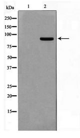 AAK1 Antibody - Western blot of COS7 cell lysate using AAK1 Antibody