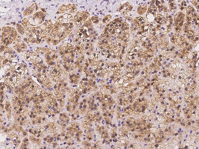 AAMDC Antibody - Immunochemical staining of human AAMDC in human adrenal gland with rabbit polyclonal antibody at 1:300 dilution, formalin-fixed paraffin embedded sections.