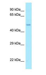 AAMP Antibody - AAMP antibody Western Blot of MCF7.  This image was taken for the unconjugated form of this product. Other forms have not been tested.