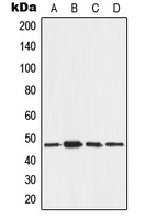 AAMP Antibody - Western blot analysis of AAMP expression in MCF7 (A); A375 (B); NIH3T3 (C); H9C2 (D) whole cell lysates.