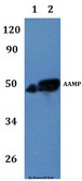 AAMP Antibody - Western blot of AAMP antibody at 1:500 dilution. Lane 1: H9C2whole cell lysate.