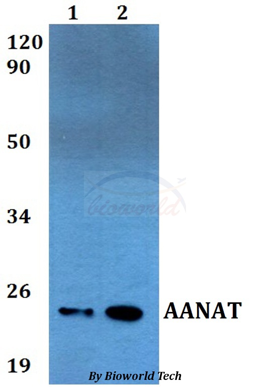 AANAT Antibody - Western blot of AANAT antibody at 1:500 dilution. Lane 1: A549 whole cell lysate. Lane 2: PC12 whole cell lysate.