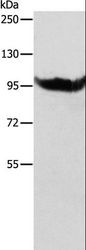 AARS2 Antibody - Western blot analysis of SP20 cell, using AARS2 Polyclonal Antibody at dilution of 1:600.