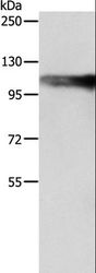 AARS2 Antibody - Western blot analysis of SP20 cell, using AARS2 Polyclonal Antibody at dilution of 1:1200.