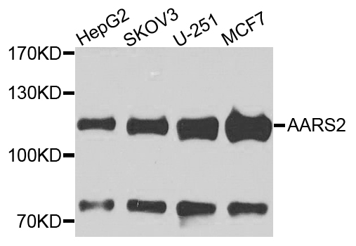 AARS2 Antibody - Western blot analysis of extracts of various cells.