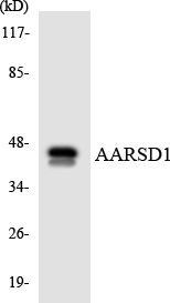 AARSD1 Antibody - Western blot analysis of the lysates from HUVECcells using AARSD1 antibody.