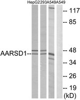 AARSD1 Antibody - Western blot analysis of lysates from A549, 293, and HepG2 cells, using AARSD1 Antibody. The lane on the right is blocked with the synthesized peptide.