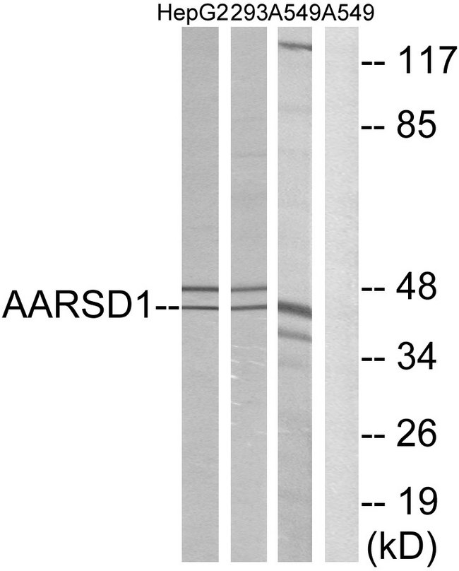 AARSD1 Antibody - Western blot analysis of lysates from A549, 293, and HepG2 cells, using AARSD1 Antibody. The lane on the right is blocked with the synthesized peptide.